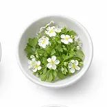 MindWake Bacopa Monnieri Leaf Extract